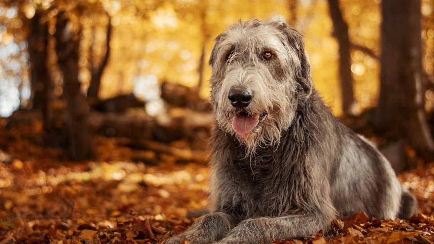 Irish Wolfhound laying in the forest